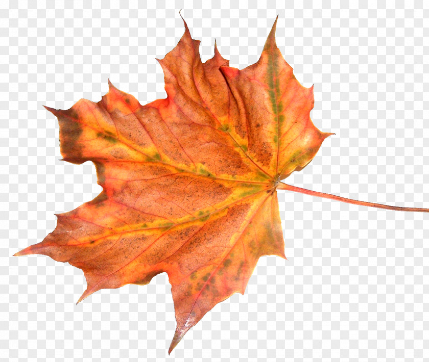 Leaf Texture Autumn Tree Feuille Morte PNG