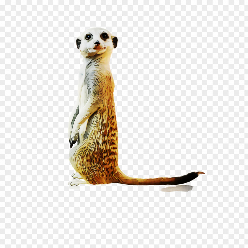 Meerkat Mongoose Wildlife Tail PNG