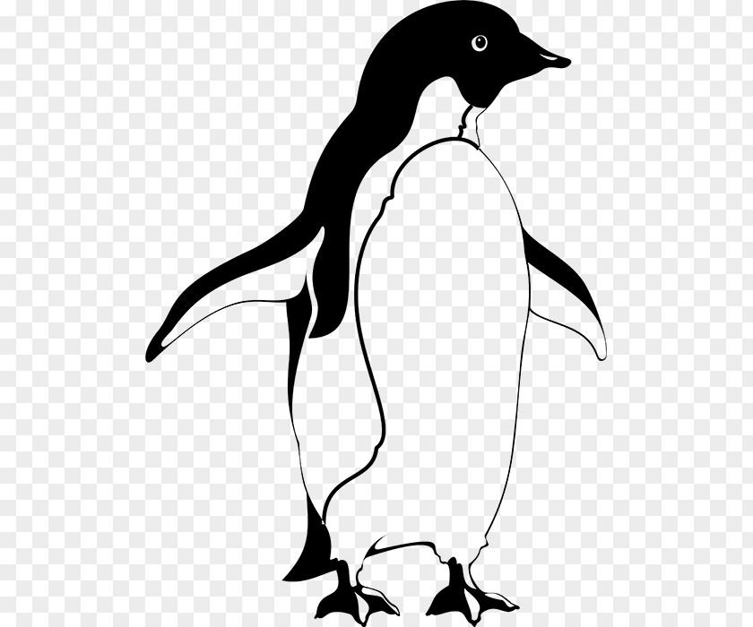 Penguin Galápagos Islands Bird Antarctica Animaatio PNG
