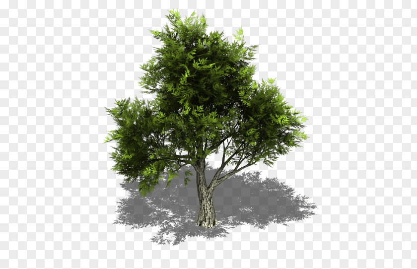 Sprite Juniperus Ashei Virginiana Scopulorum Tree PNG