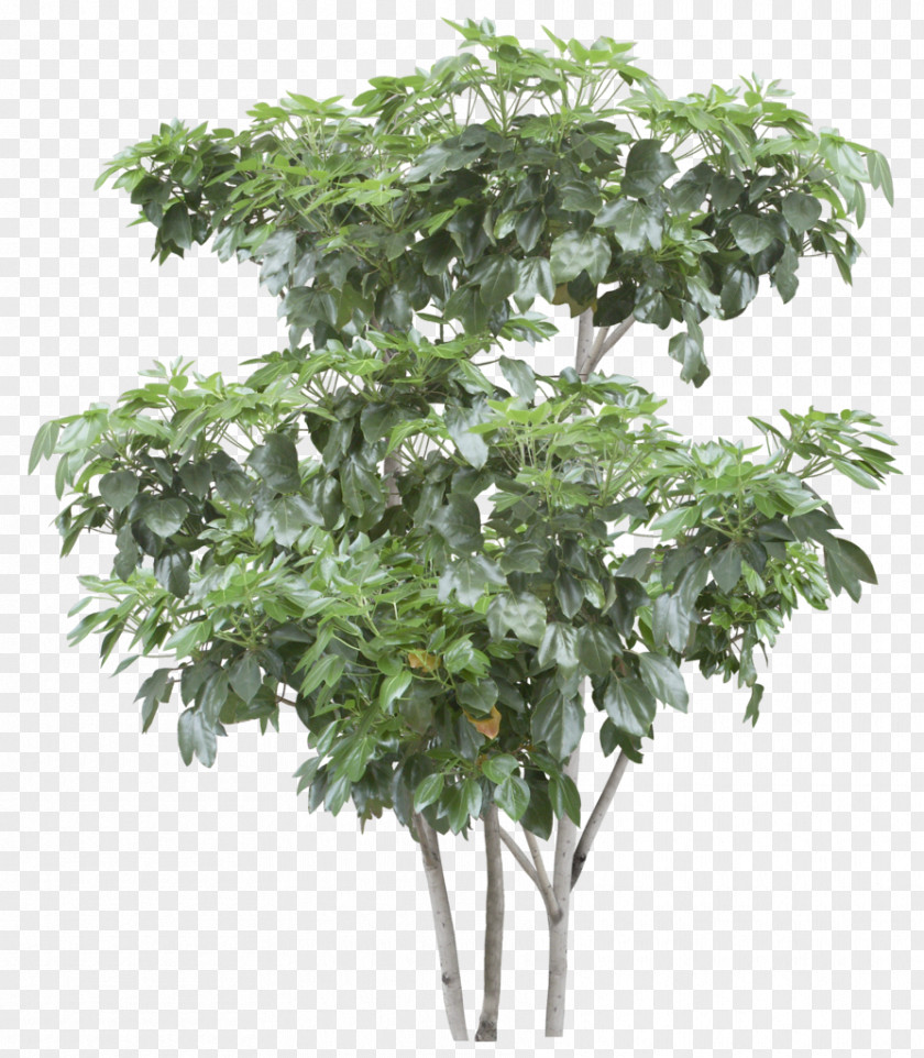 Bonsai Pine Tree Branch Shrub Image PNG