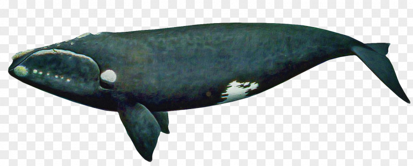 Bowhead Sperm Whale Marine Mammal Fish Cetacea Blue PNG