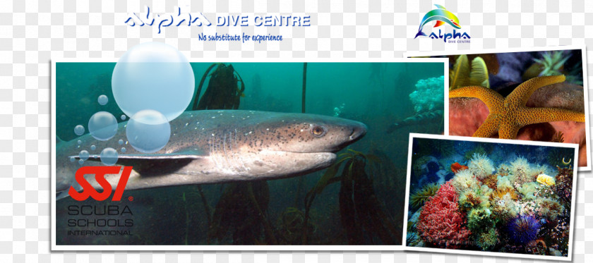Fish Aquarium Marine Biology Sodwana Bay Underwater PNG