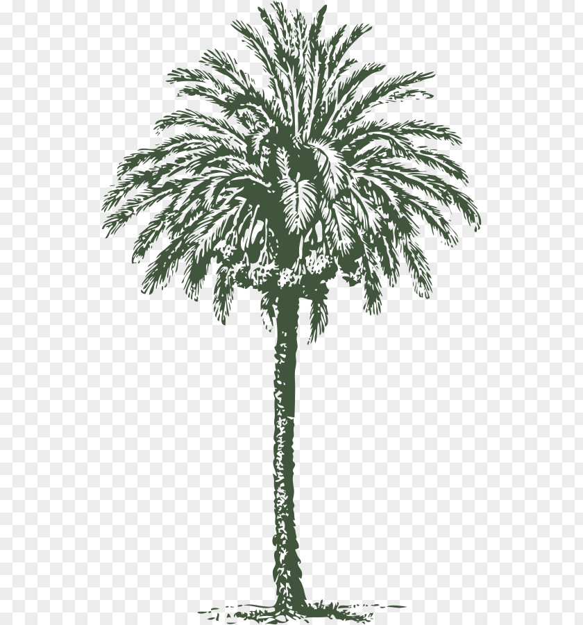 Free Palm Tree Vector Arecaceae Date Art Clip PNG