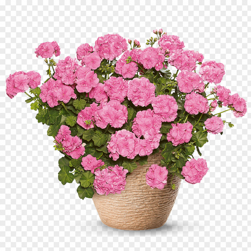 Geranium Simply Pink Plant Azalea Flower Floristry PNG