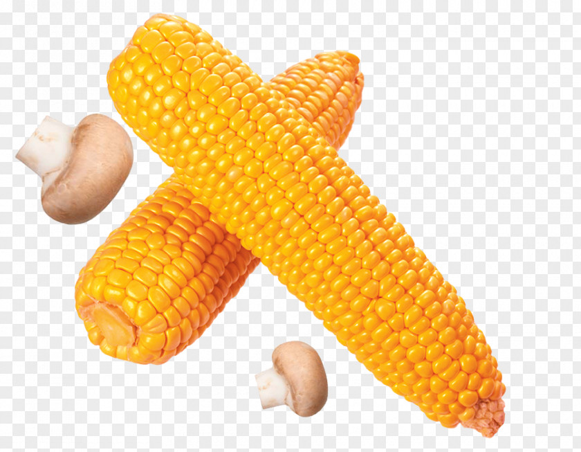 Golden Ear Of Corn On The Cob Flint Sweet Cereal PNG