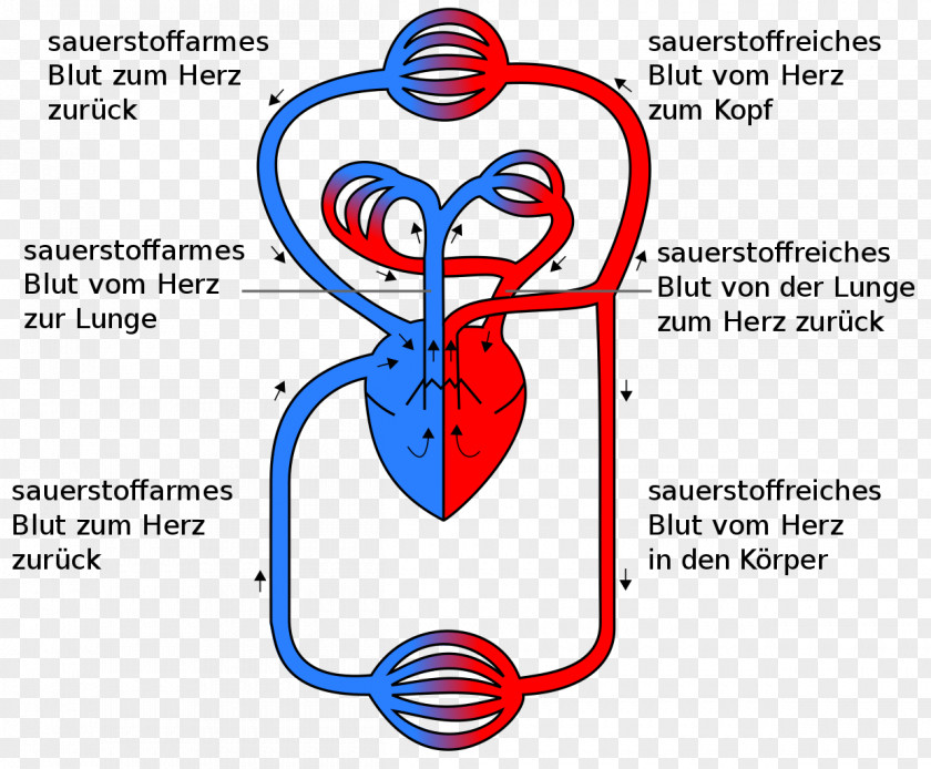 Heart Circulatory System Pulmonary Circulation Gas Exchange Anatomy PNG