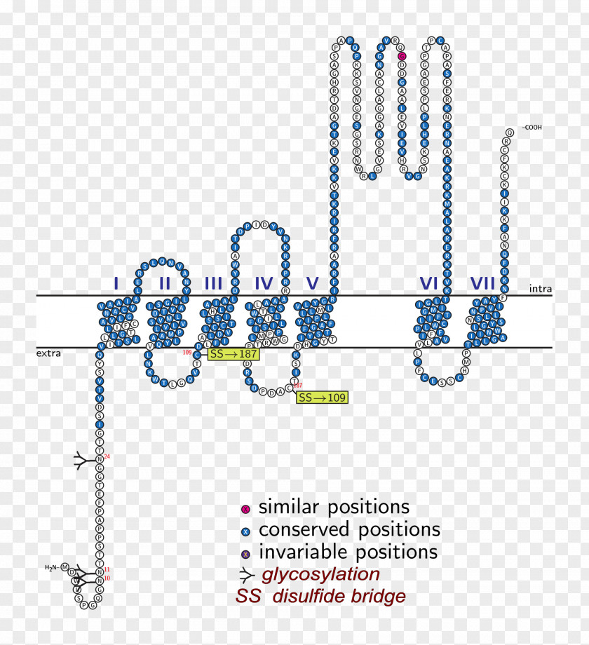 Peking Man 5-HT1A Receptor 5-HT Serotonin Sensory PNG