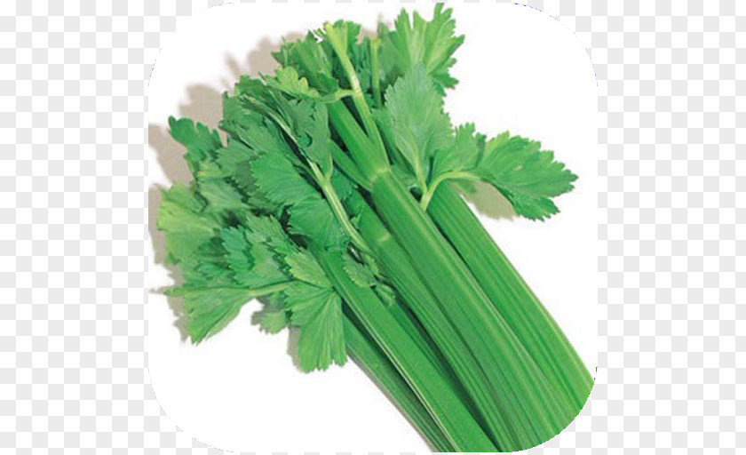Plant Wild Celery Root Vegetable PNG