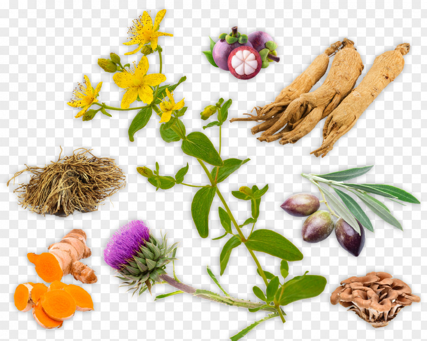 Dietary Supplement Herbal Products: Toxicology And Clinical Pharmacology Herbalism Alternative Health Services PNG