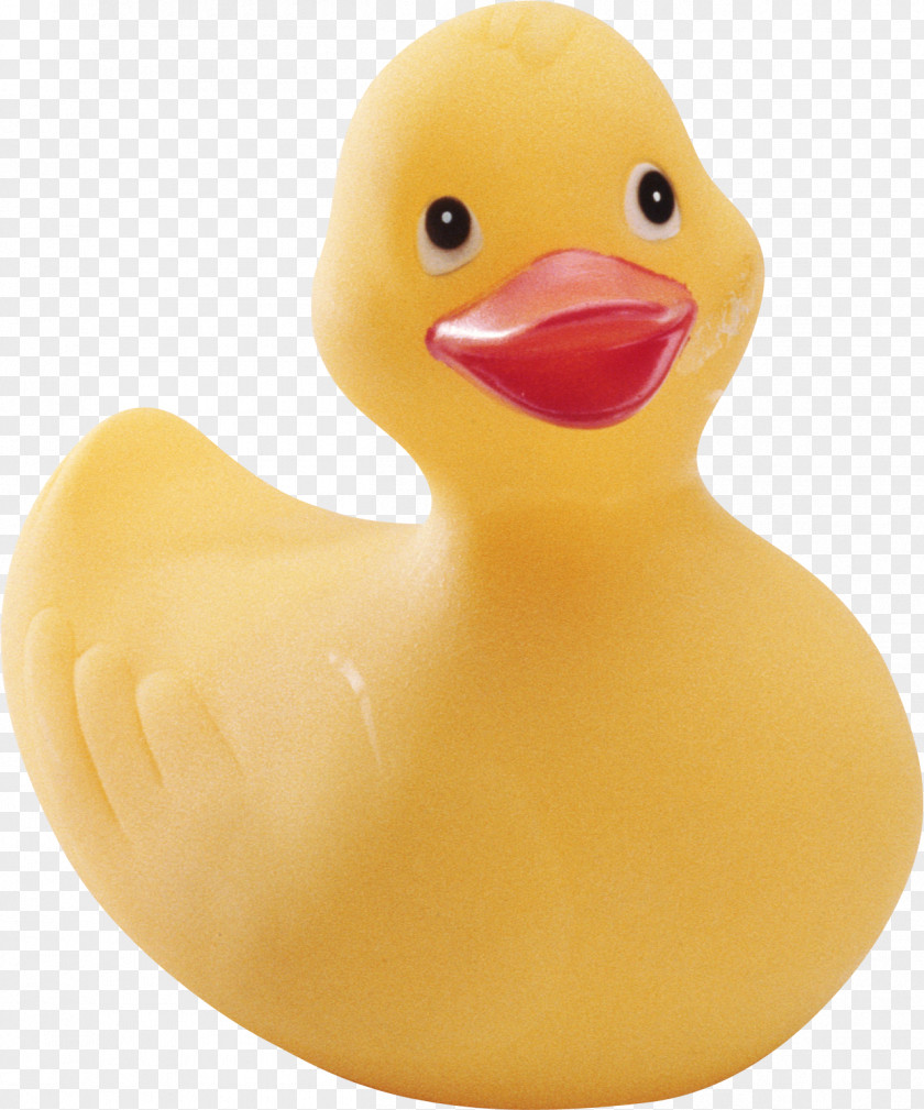 Ducks Ernie Rubber Duck Hoots The Owl Natural PNG
