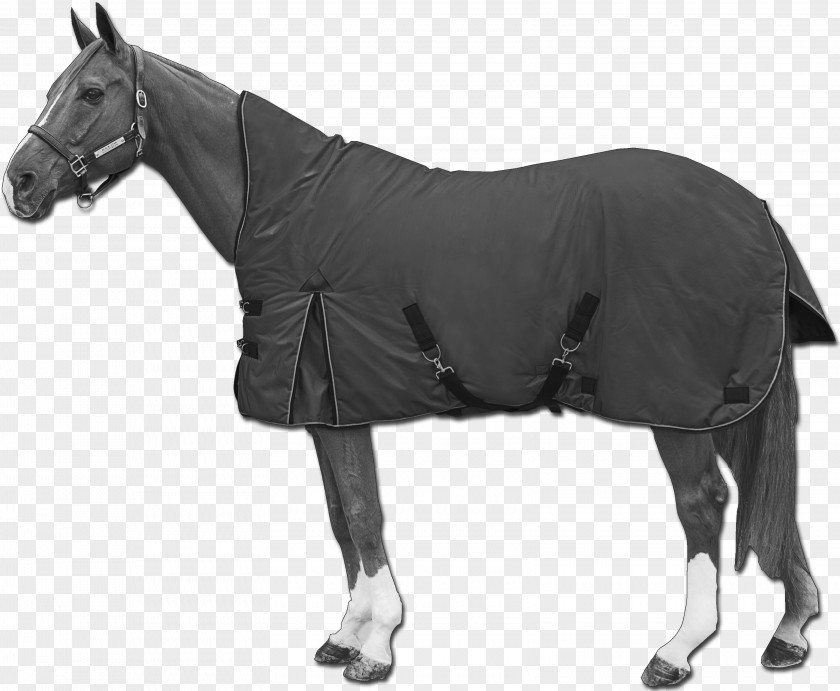 Horse Blanket Stallion Mare PNG
