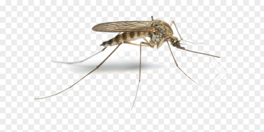 Insects Flying Mosquitoes Pest PNG