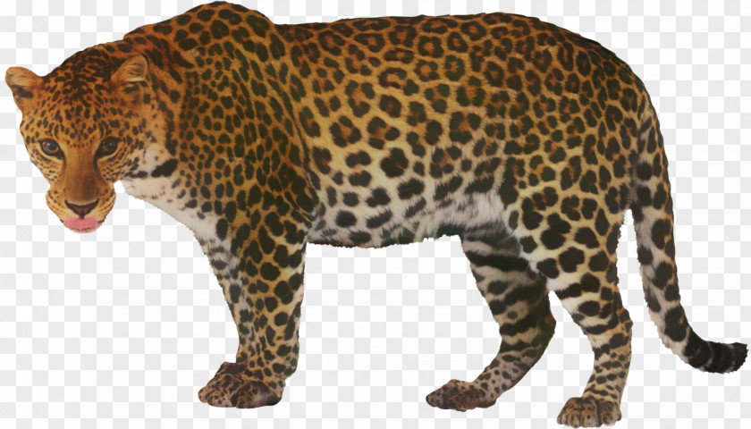 Leopard Black Panther Clip Art Cheetah PNG