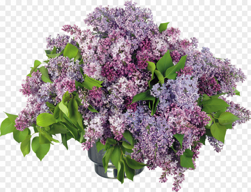 Lilac Desktop Wallpaper Vase Clip Art PNG