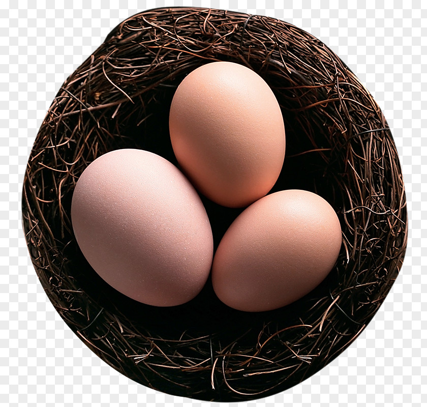 Nest Of Eggs Bird Egg PNG
