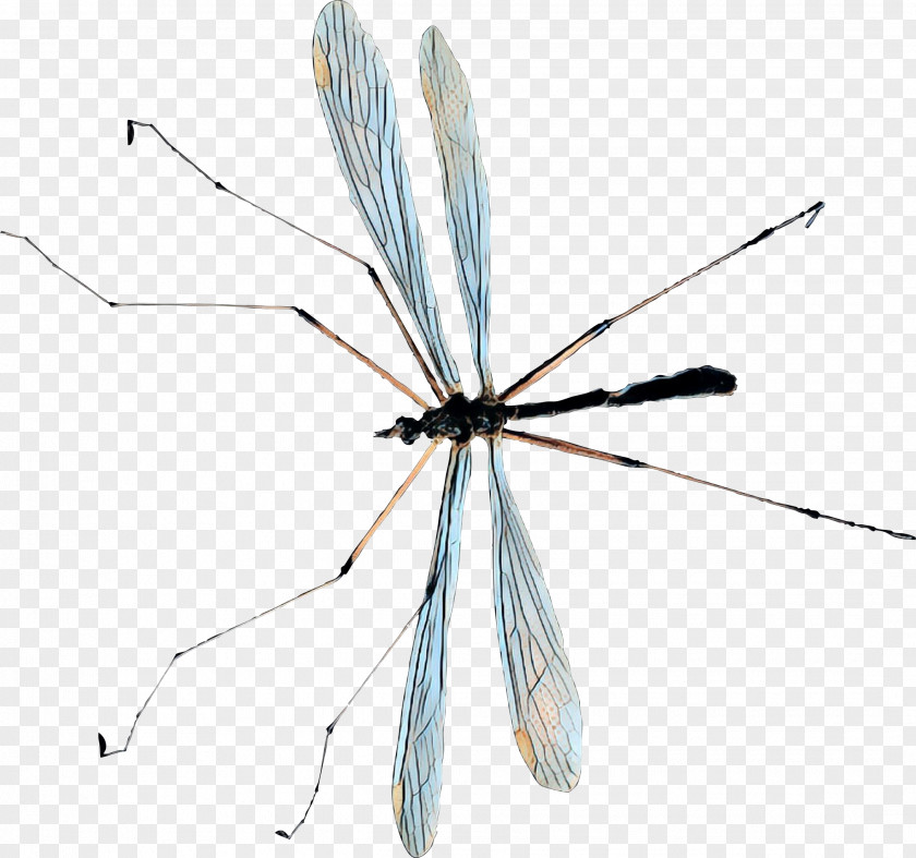 Netwinged Insects Crane Flies Fly Insect PNG
