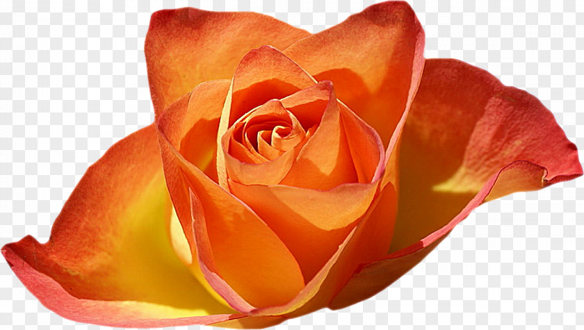 Rose Garden Desktop Wallpaper Flower PNG