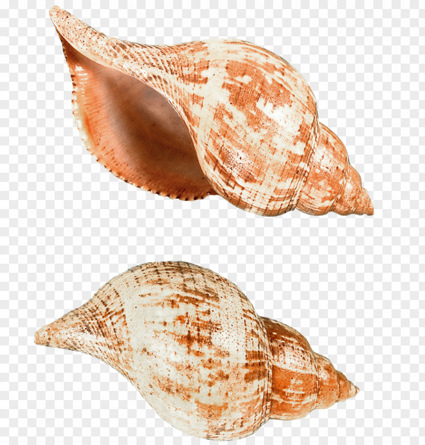 Seashell Sea Snail Clip Art PNG