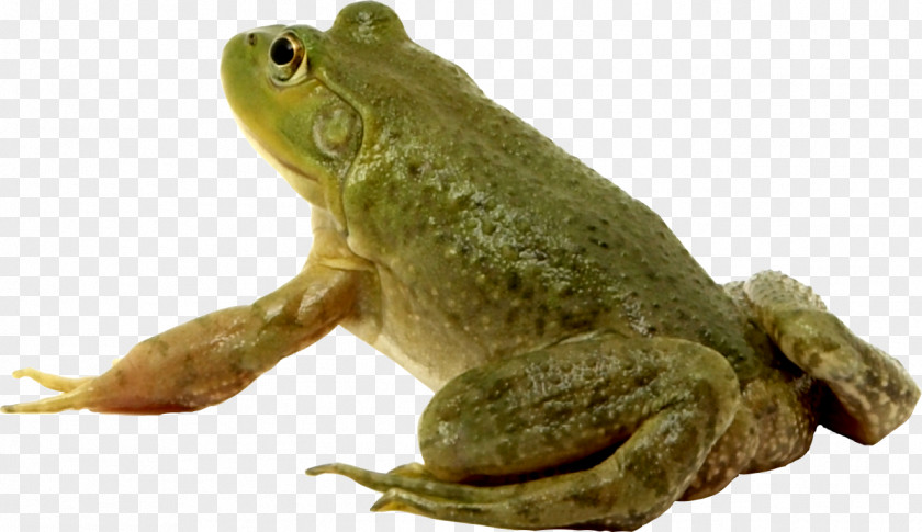 Snake Amphibian American Bullfrog Toad PNG