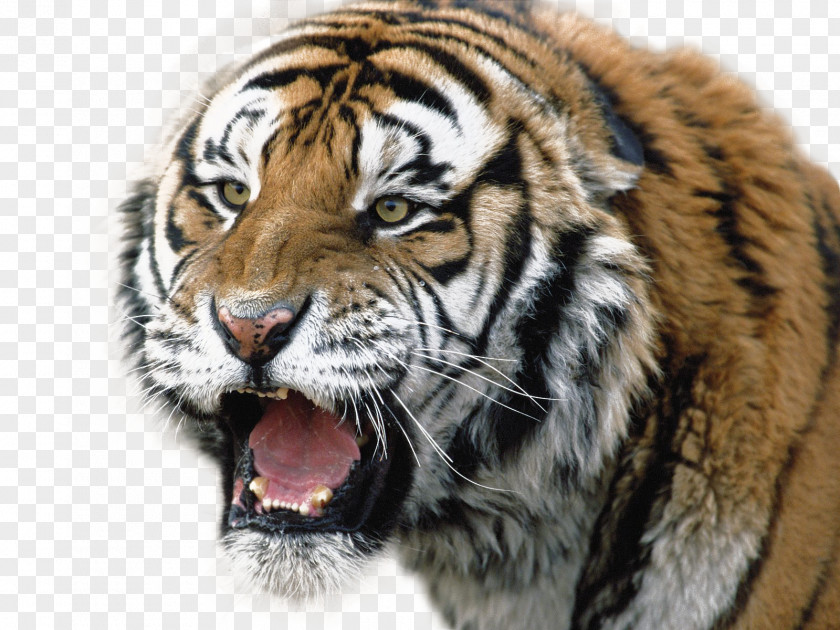 Tiger Siberian Lion Bengal Wallpaper PNG
