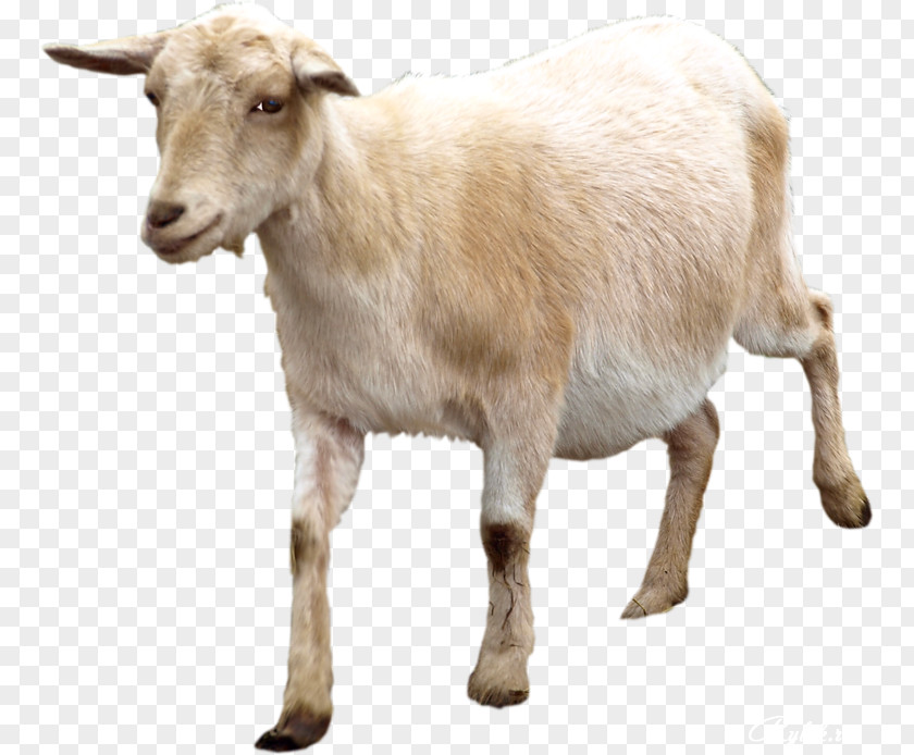 Goat Sheep Image Animal PNG