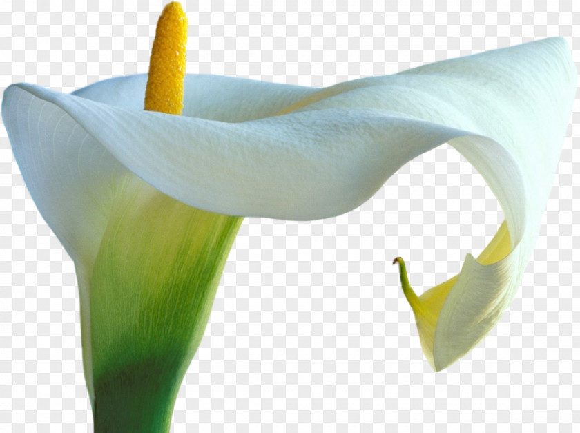 Arum Lilies DevIL Clip Art PNG