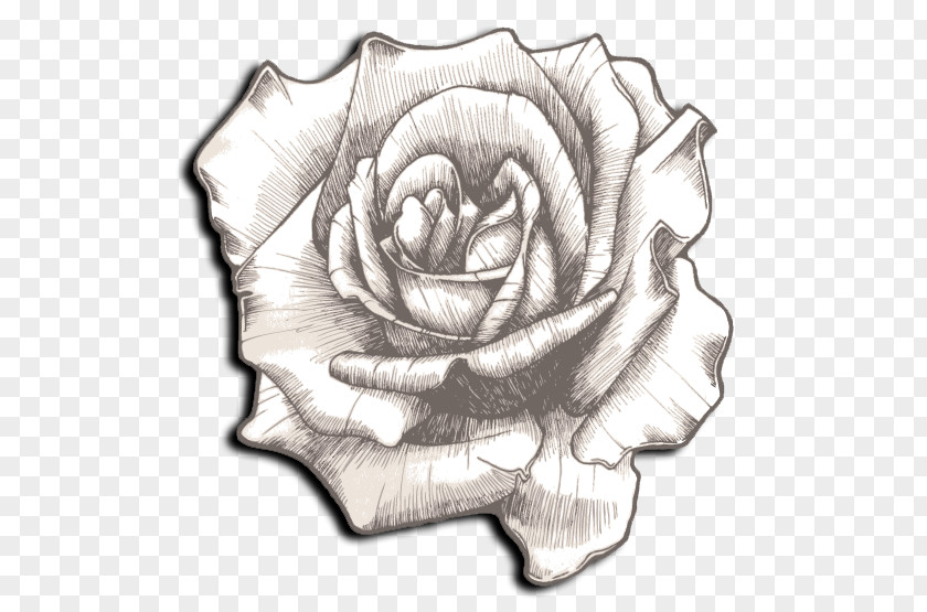 Cream-colored Drawing Rose Clip Art PNG