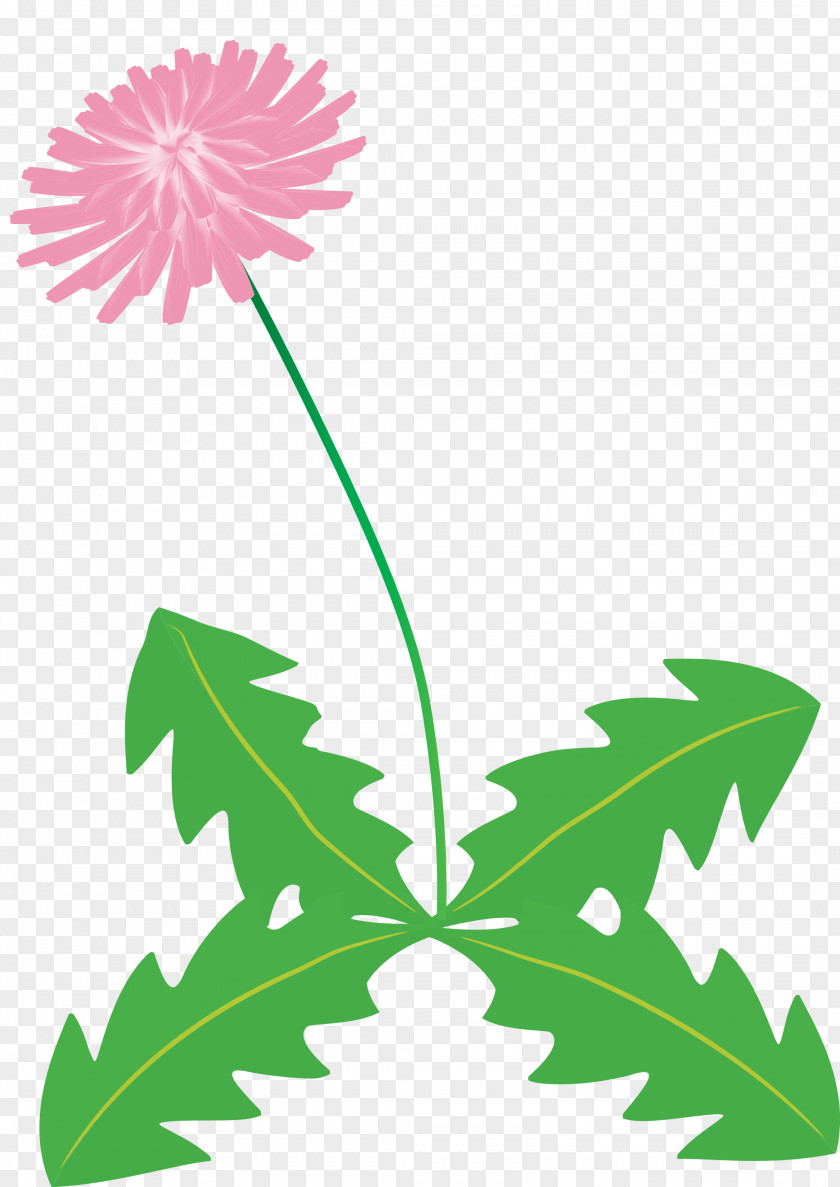 Dandelion Flower PNG