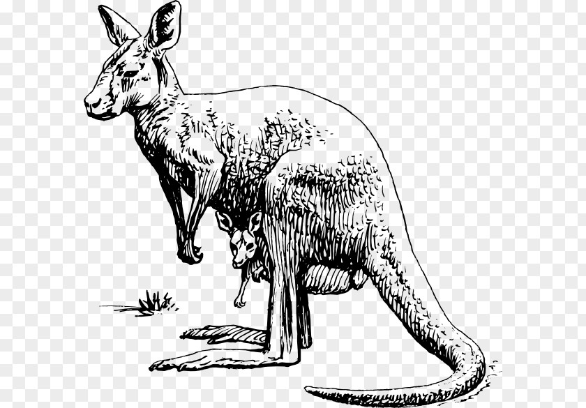 Kangaroo Macropodidae Red Clip Art PNG