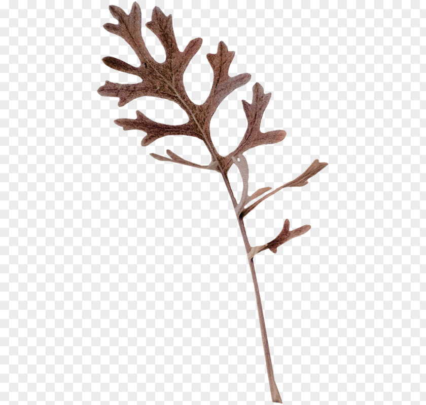 Leaf Twig Plant Stem Antler PNG