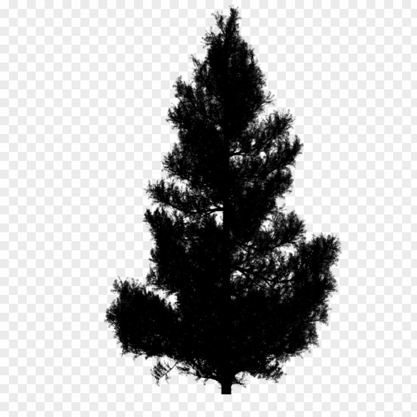 Spruce Clip Art Christmas Tree Fir PNG