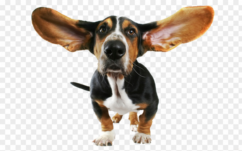Dog 9 Basset Hound Beagle Breed Ear Snout PNG