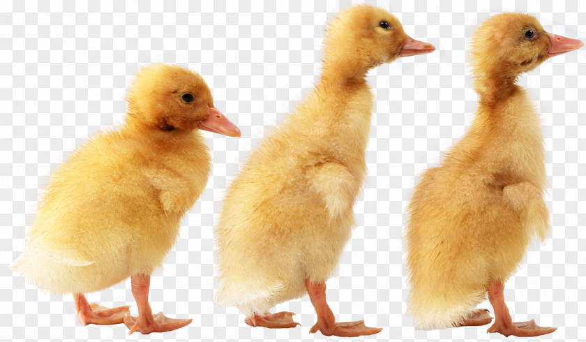 Duck American Pekin German PNG