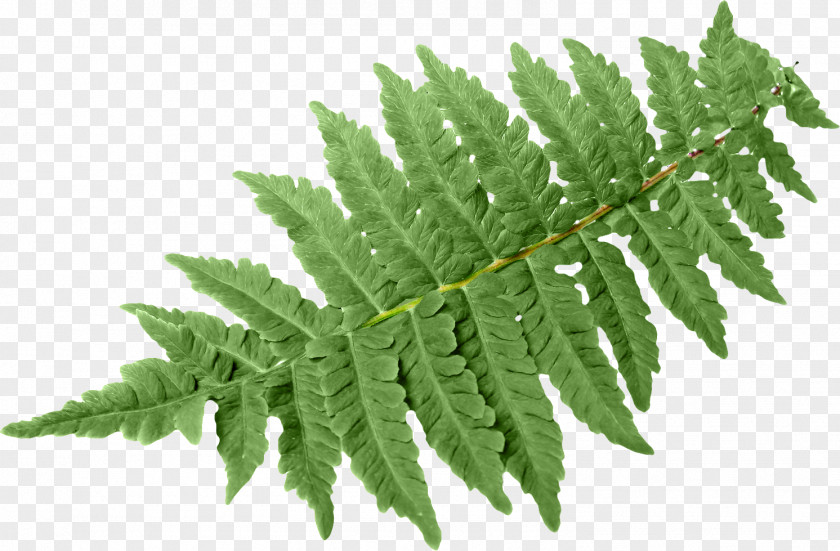 Fern Leaf Vascular Plant Green Burknar PNG