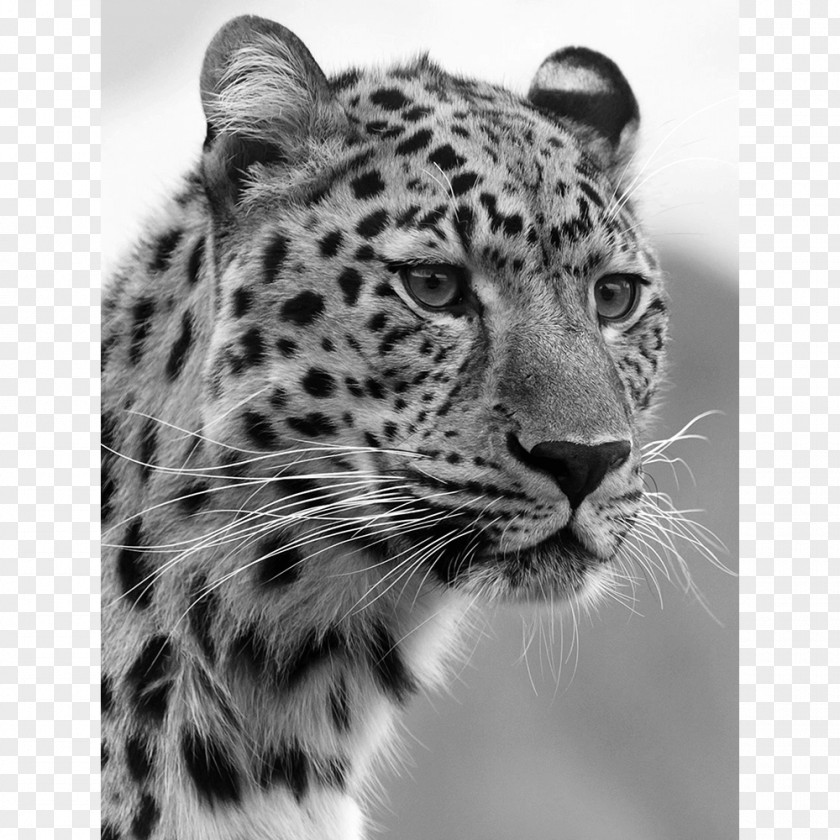 Jaguar Felidae Wildcat Tiger PNG