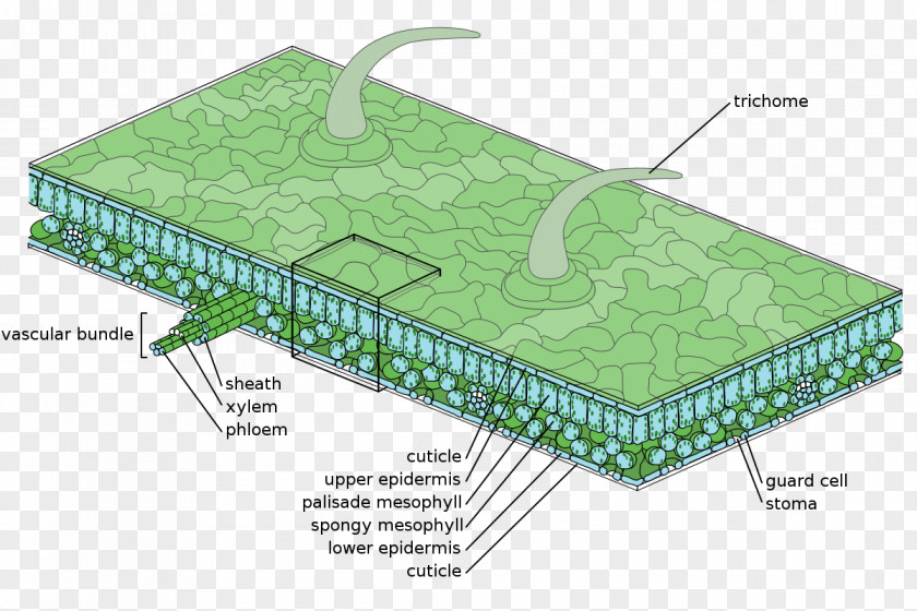 Leaf Epidermis Tissue Stoma Plant PNG