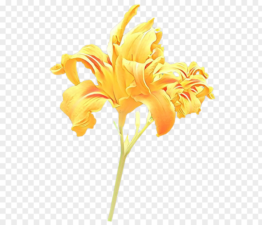 Pedicel Daylily Orange PNG