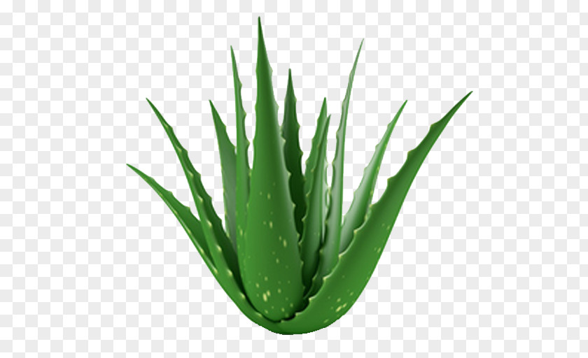 Plant Aloe Vera Succulent Gel Indoor Air Quality PNG
