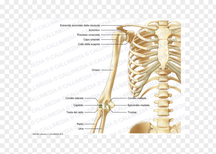 Skeleton Human Anatomy Bone PNG