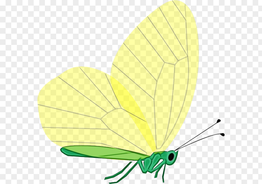 Brushfooted Butterfly Damselfly Yellow Tree PNG