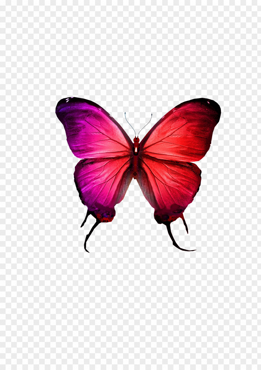 Butterfly Butterflies And Moths Blue Monarch Euclidean Vector Illustration PNG