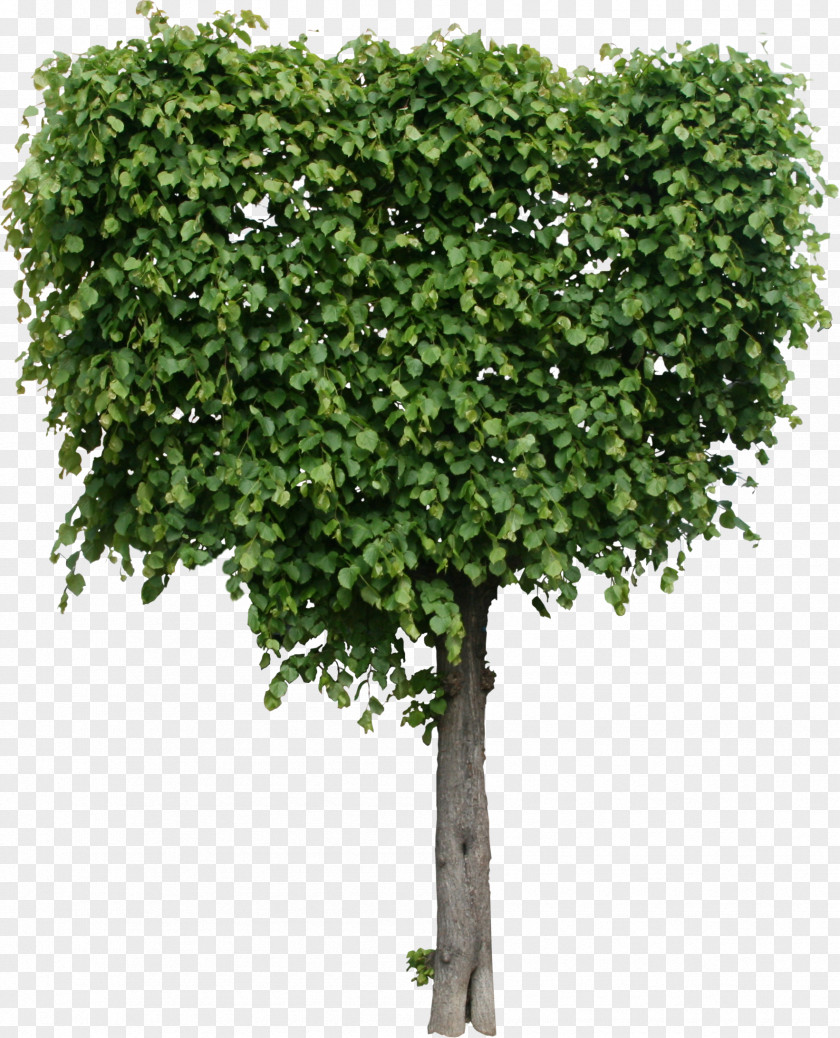Flora Tree Shrub Plant Quality Texture Mapping PNG