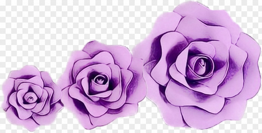 Garden Roses Cabbage Rose Cut Flowers Petal PNG