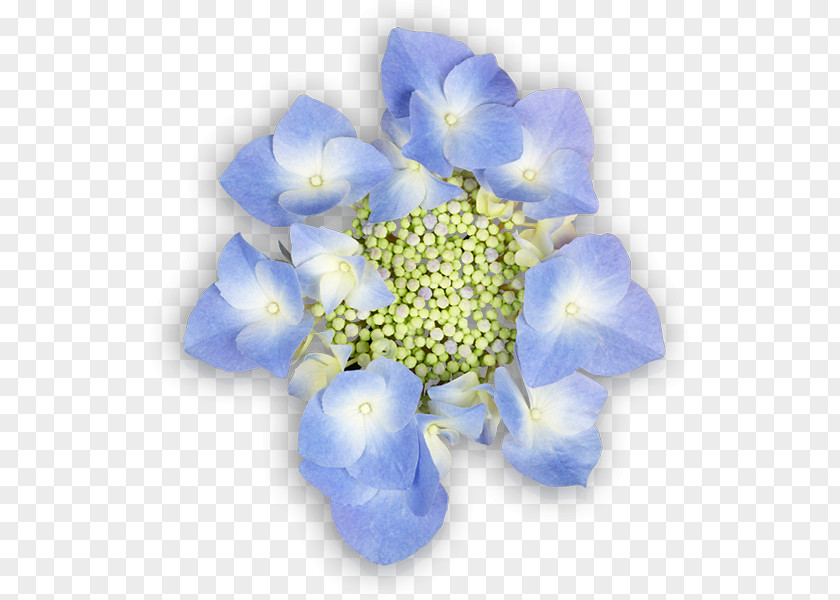 Hydrangea Cut Flowers Blue Petal PNG
