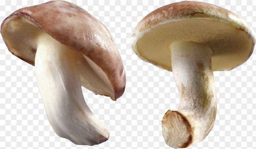 Mushroom Image Oyster PNG