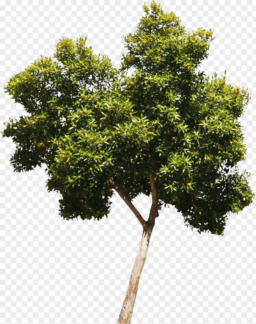 Bushes Tree Oak Woody Plant Crown PNG