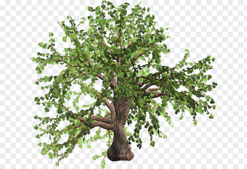 Spring Tree Oak Plant Fashion PNG