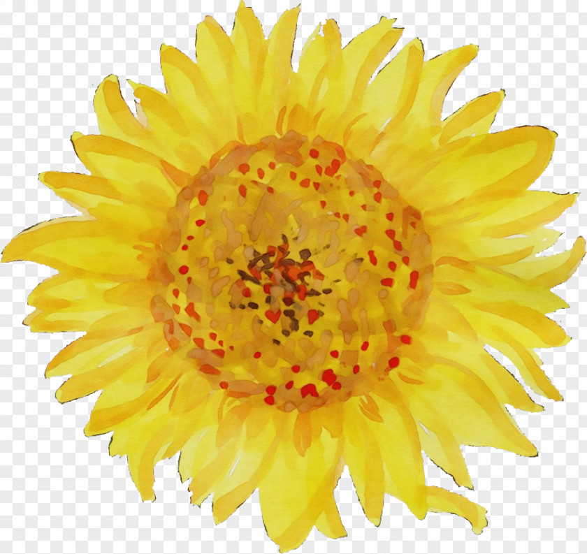 Sunflower Flowering Plant PNG