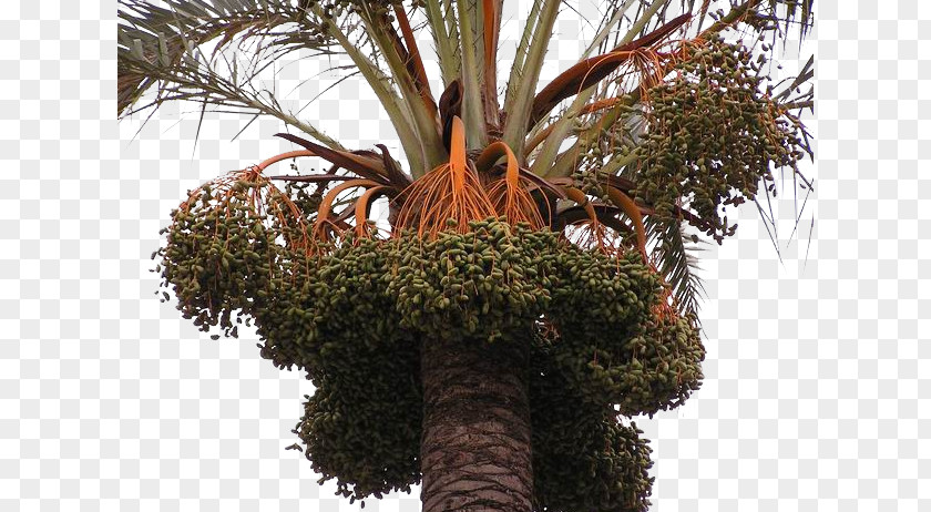 The Fruit Of A Palm Tree Date Trachycarpus Fortunei Arecaceae Oil PNG
